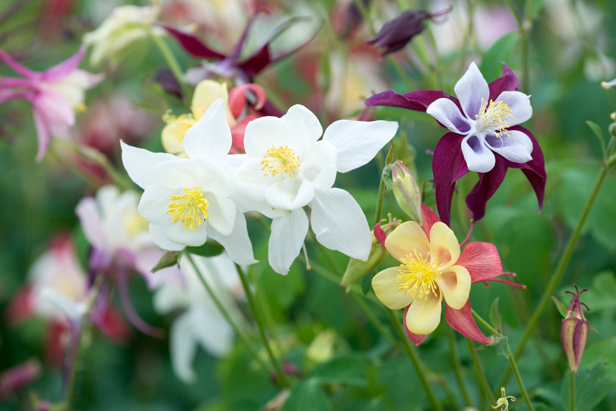 buiten bloemen kopen