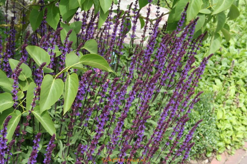 buitenplant met paarse bloemen