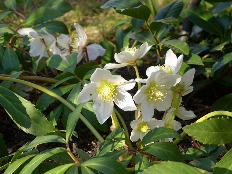 buitenplant met witte bloemen