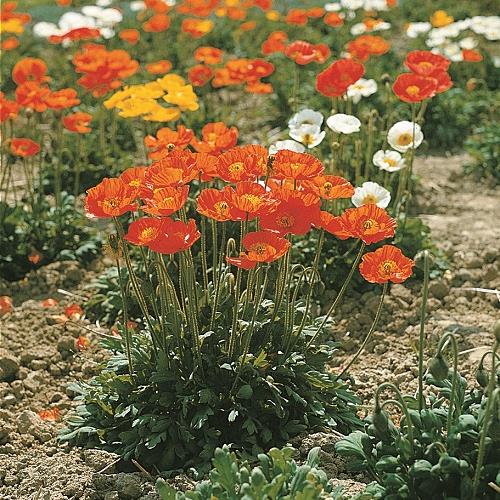 klaproos vaste plant