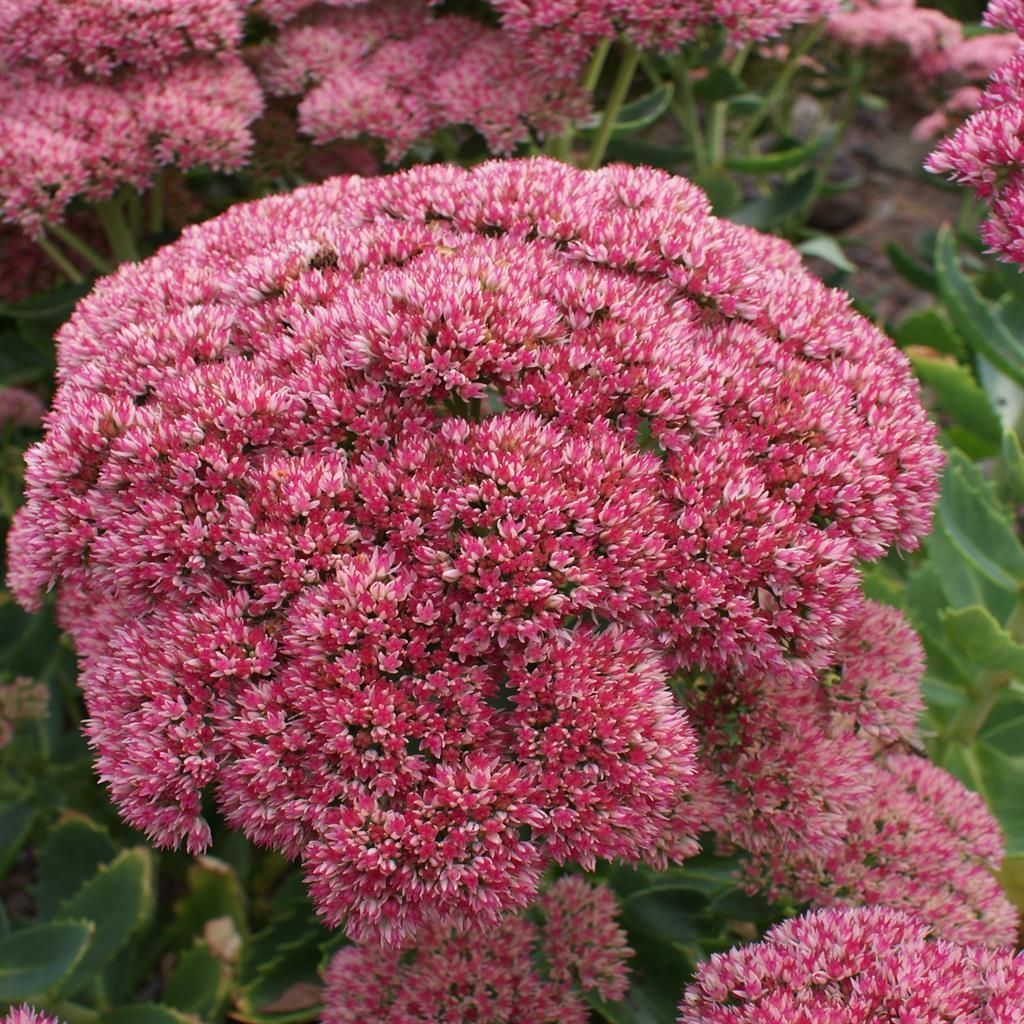 kuipplant roze bloemen