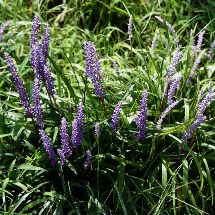 lage plant met paarse bloemetjes