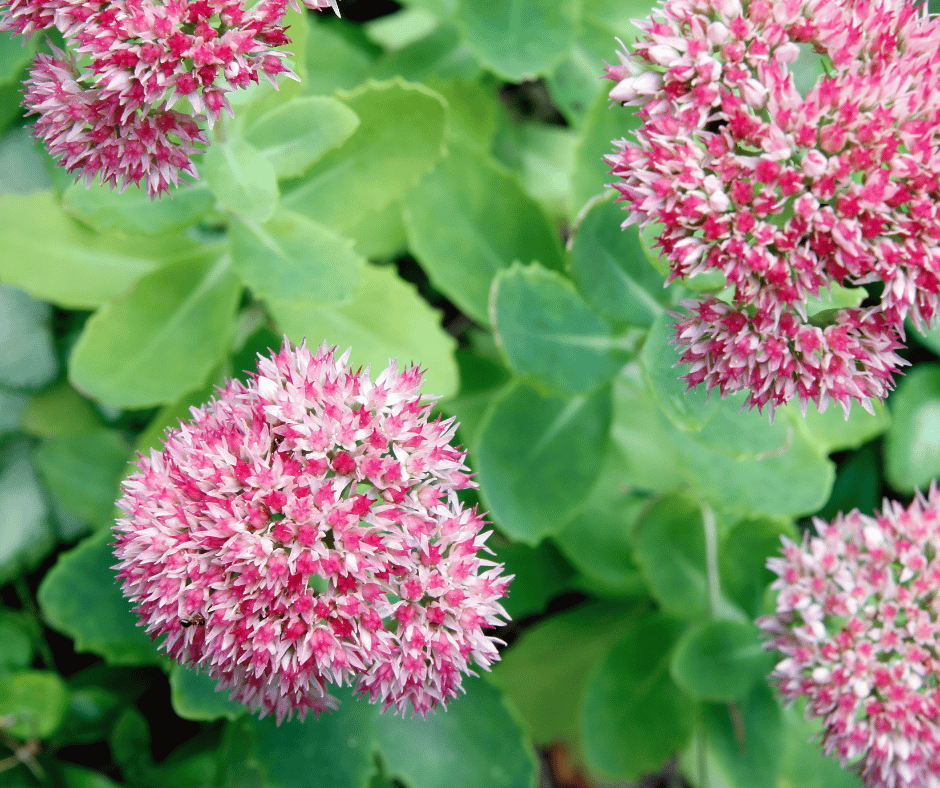 lang bloeiende tuinplanten