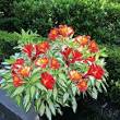 langst bloeiende planten