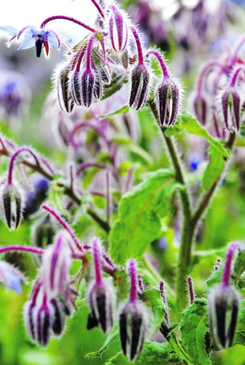 lekker ruikende planten