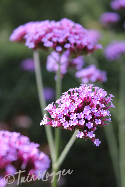 plant met kleine paarse bloemetjes