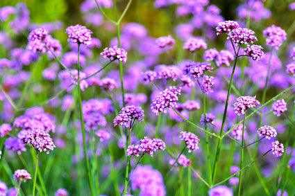 plant met lila bloemen