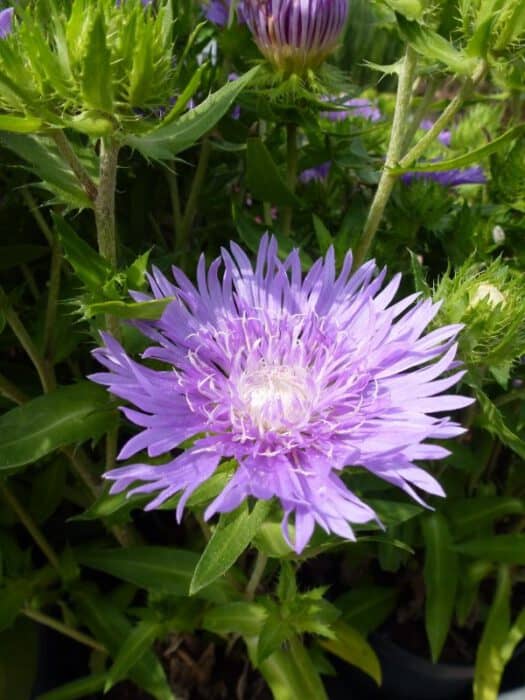 plant met paarse bloemetjes