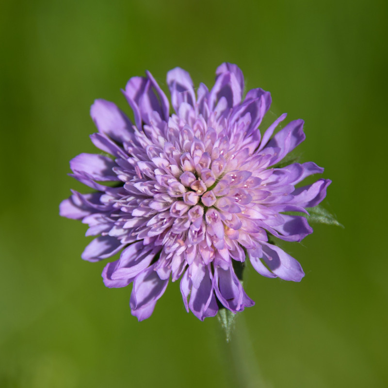 plant met paarse klokjes
