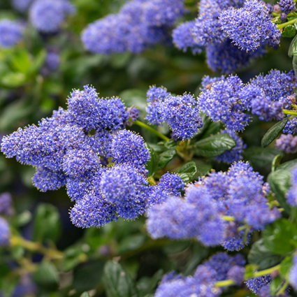 sterk geurende tuinplanten