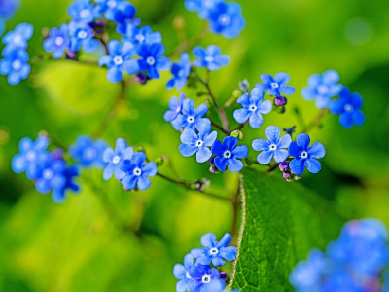 tuinplant blauwe bloemen