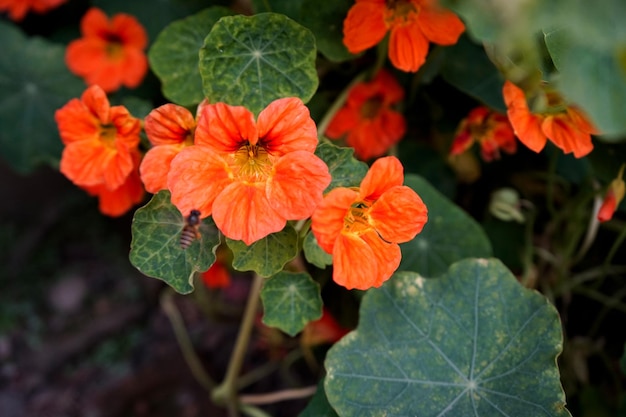 tuinplant met oranje bloemen