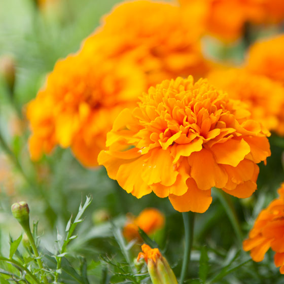 tuinplant oranje bloemen