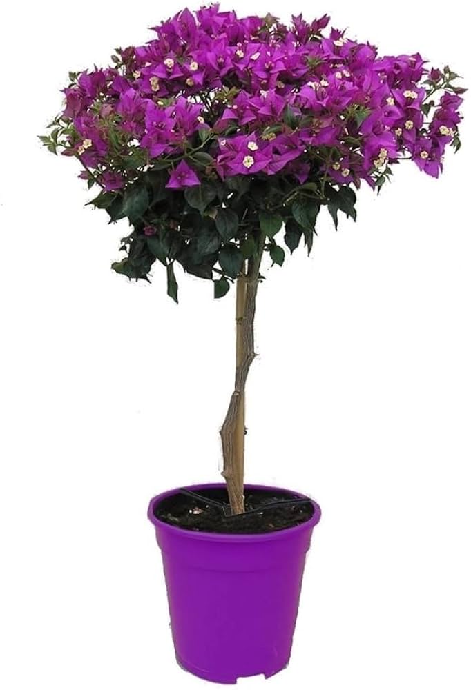 tuinplant paarse bloemetjes