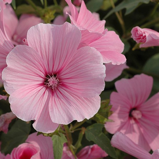 tuinplant roze bloemetjes