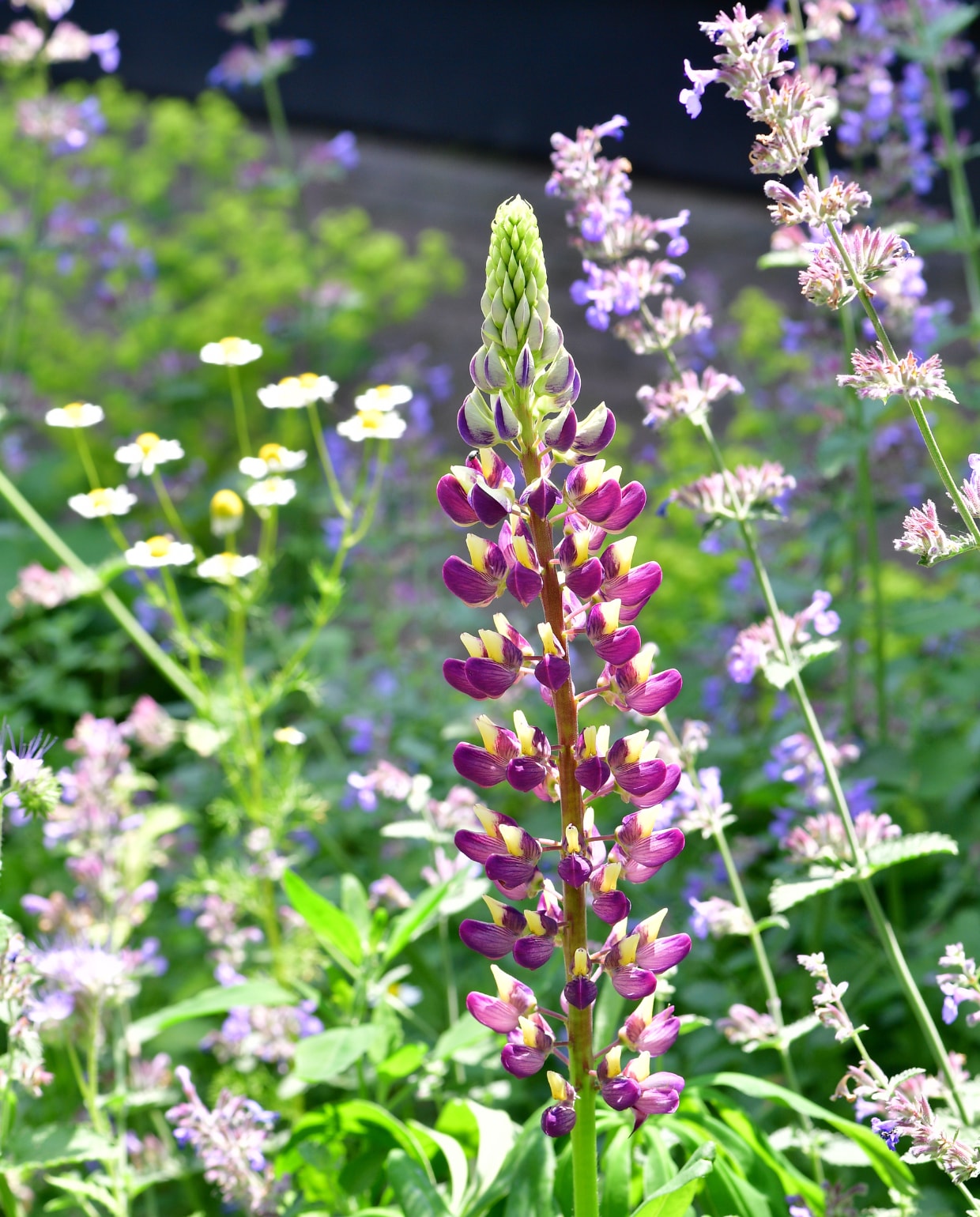 vaste plant roze bloemetjes