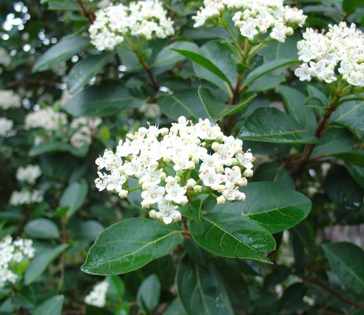 vaste plant witte bloemetjes
